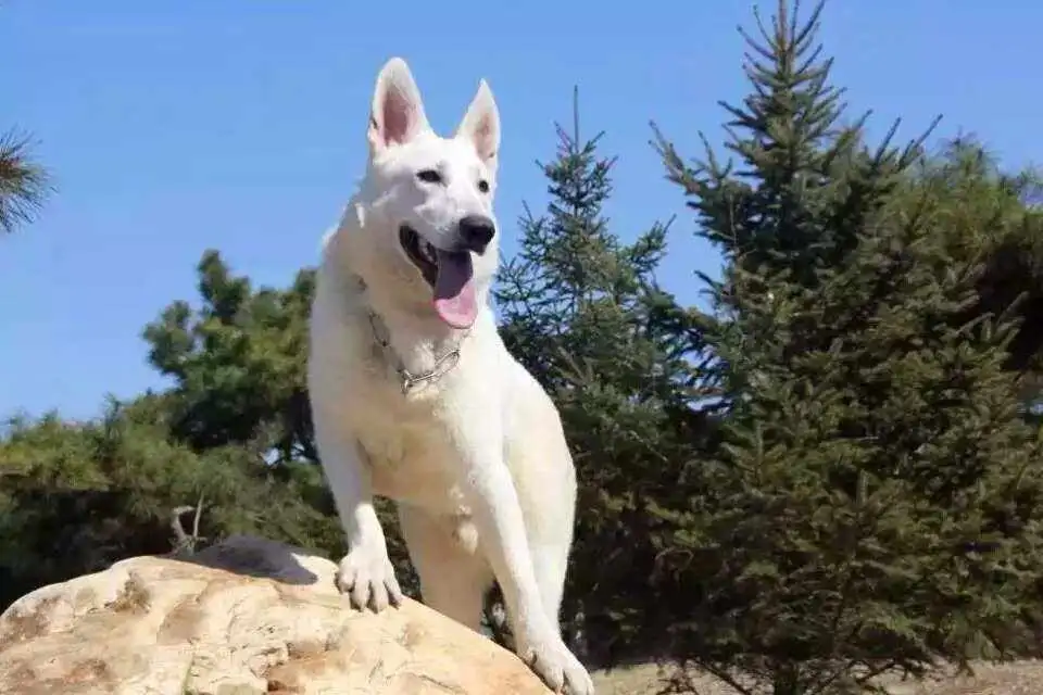 保加利亚牧羊犬(保加利亚牧羊犬怎么买)