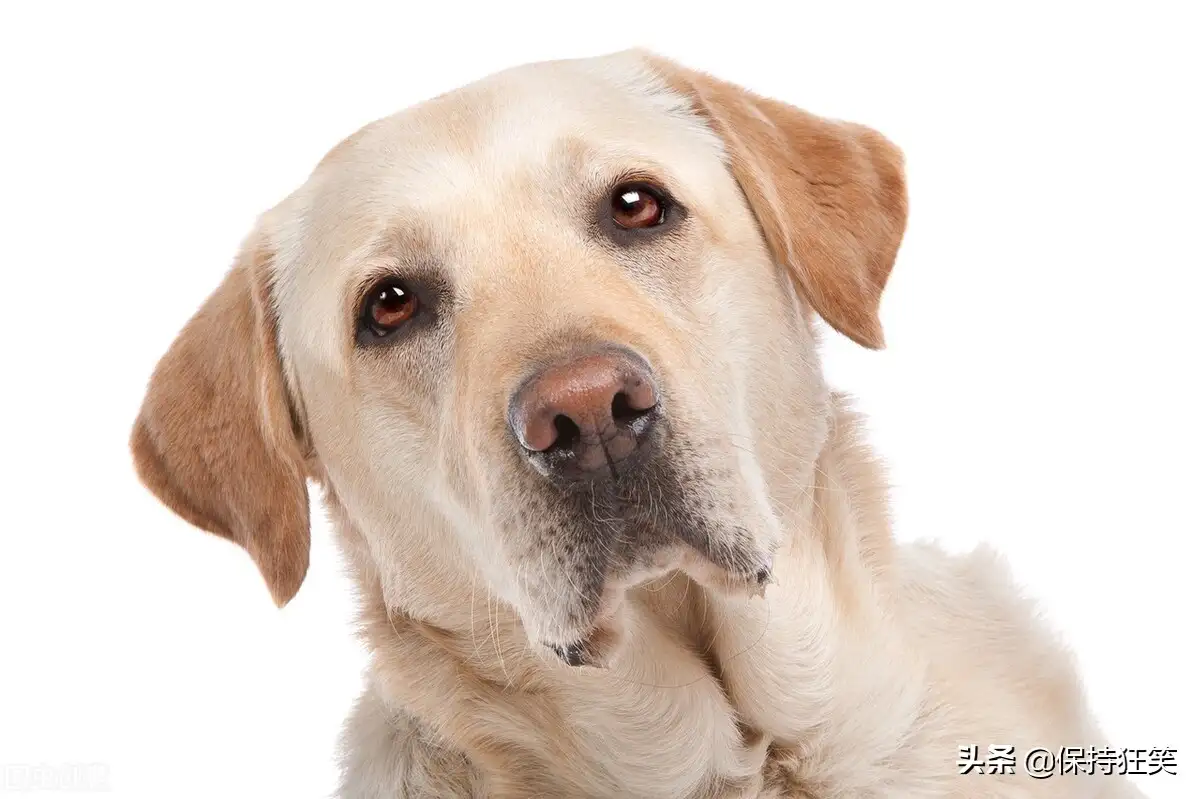 名犬排名(名犬排名前十名)