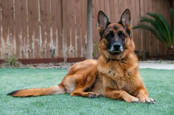 德国牧羊犬吃什么好(德国牧羊犬一般喂的什么东西)