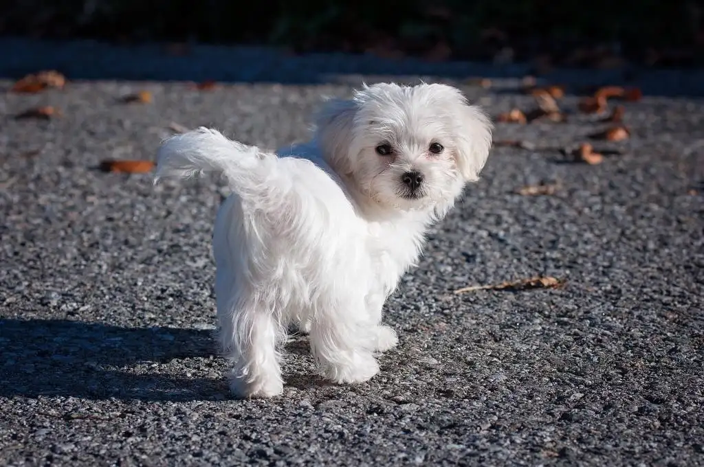 马耳他梗犬(马耳他犬视频)