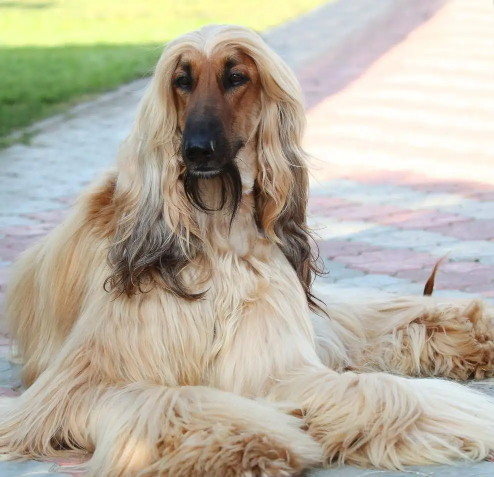 阿富汗犬价格(阿富汗猎犬价格及图片)