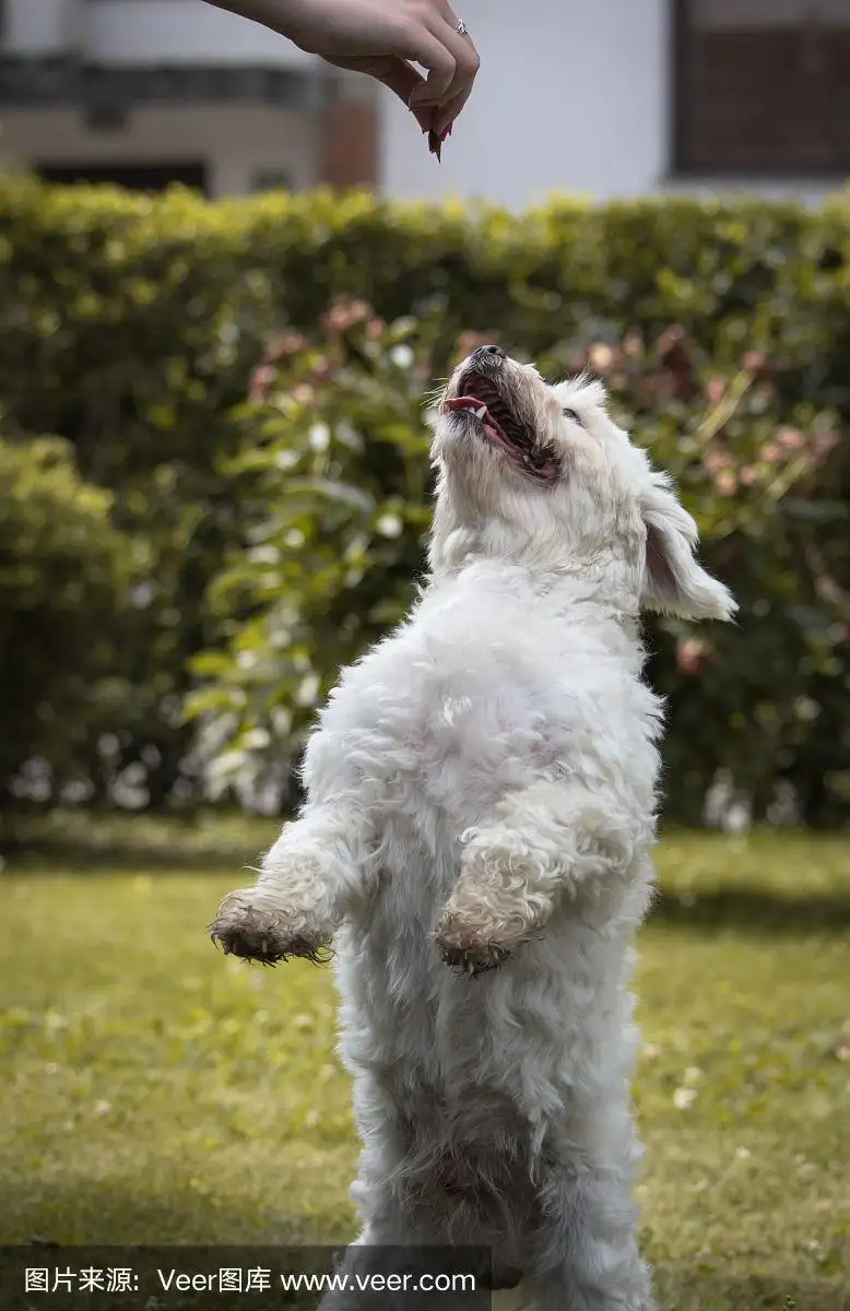 马耳他犬(马耳他犬是什么犬种)