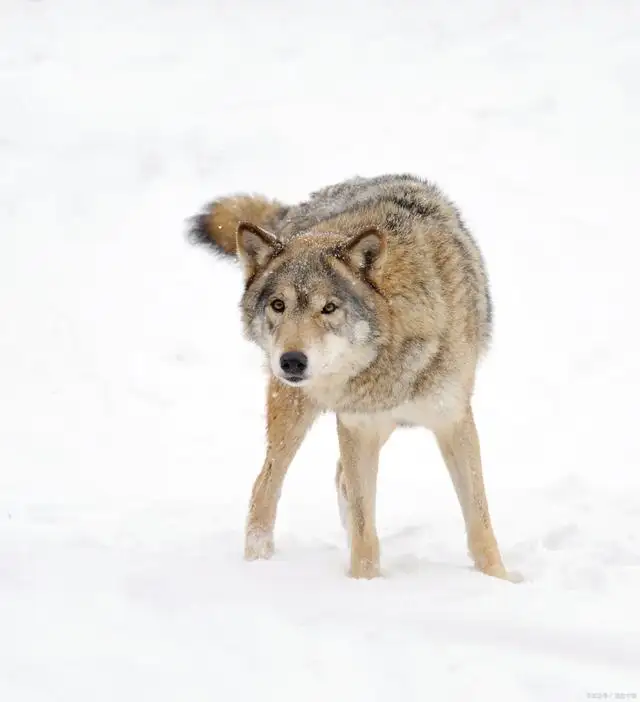 雪狼狗图片(雪狼犬图片幼犬)
