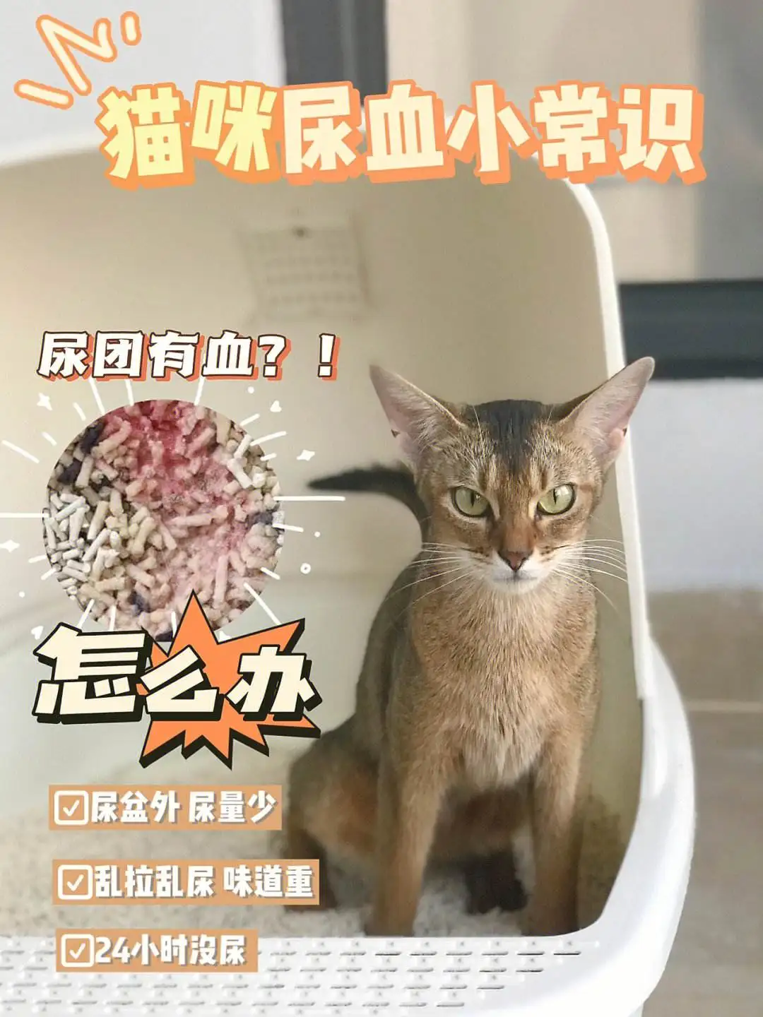 猫咪血尿(猫咪血尿多久能好)