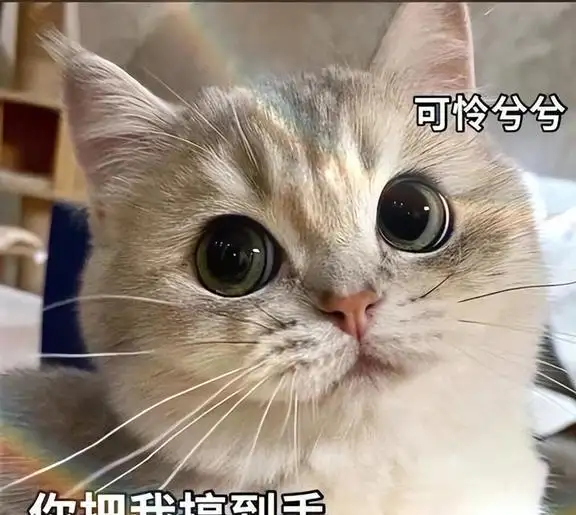 被猫抓伤多少天过危险期(小孩被猫抓伤多少天过危险期)