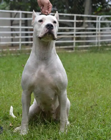 杜高犬(杜高犬智商排名第几名)