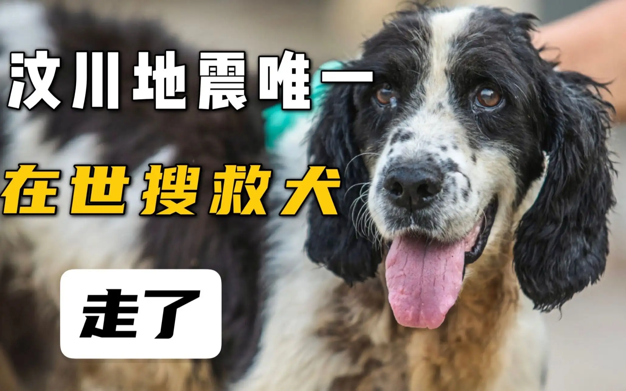 关于地震搜救犬全部处死的信息