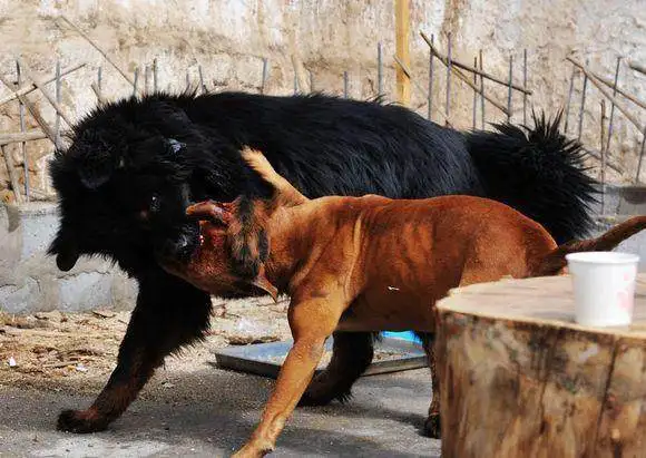 比特犬和藏獒(比特犬和藏獒打架)