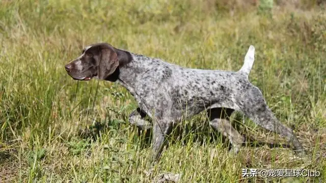 短毛大型犬(短毛大型犬有哪些品种图片)