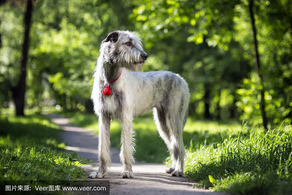 爱尔兰猎狼犬(爱尔兰猎狼犬介绍)