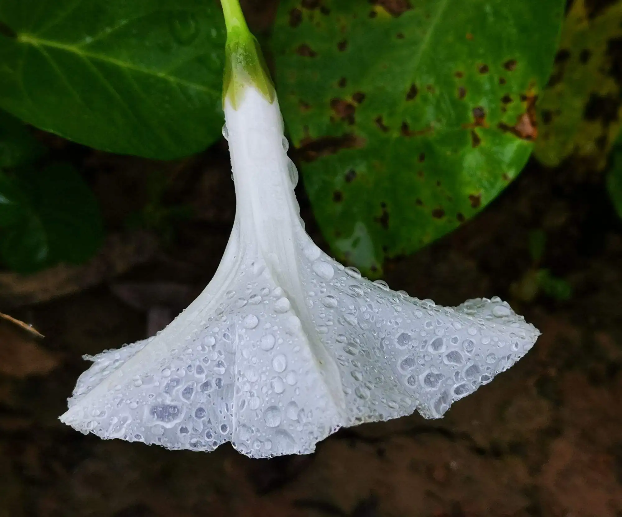 月光花(月光花的图片)