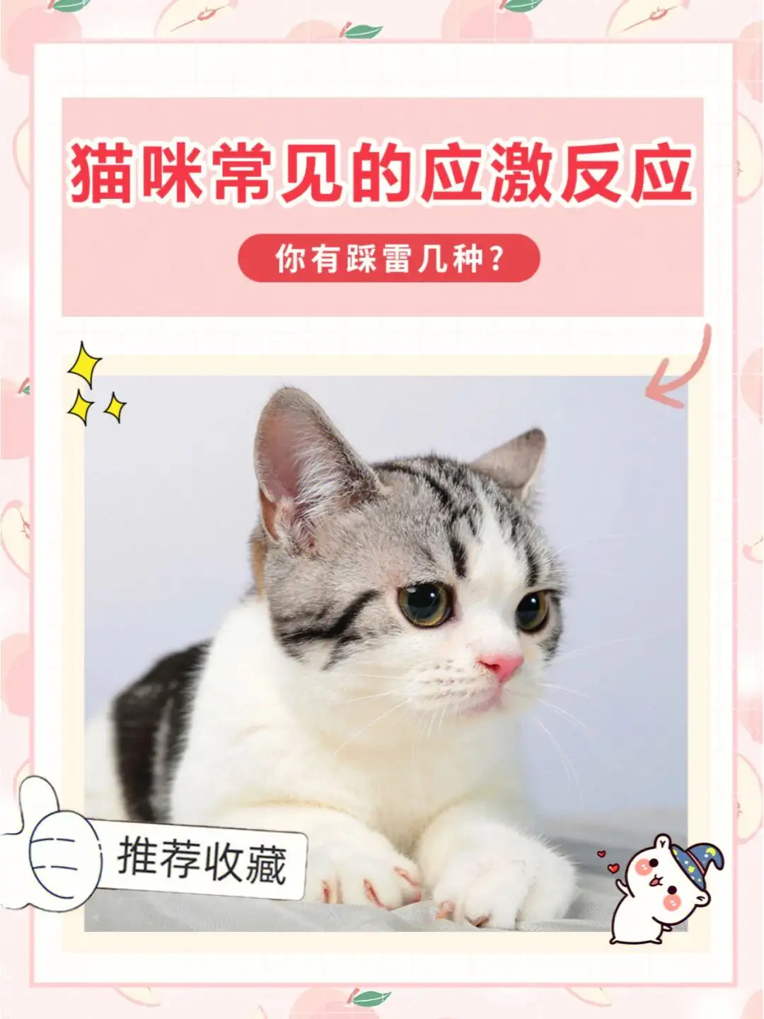 猫应激反应(猫应激反应多久恢复)