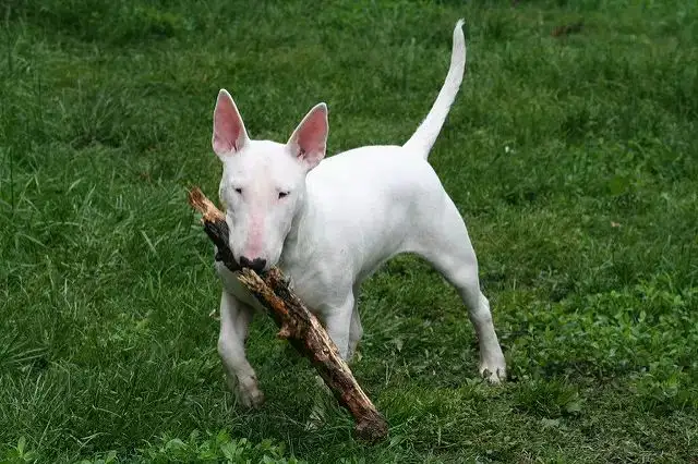 马耳他梗犬(马耳他犬视频)