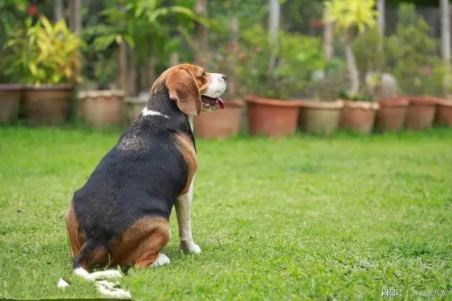 比格猎兔犬(比格猎兔犬好养吗)