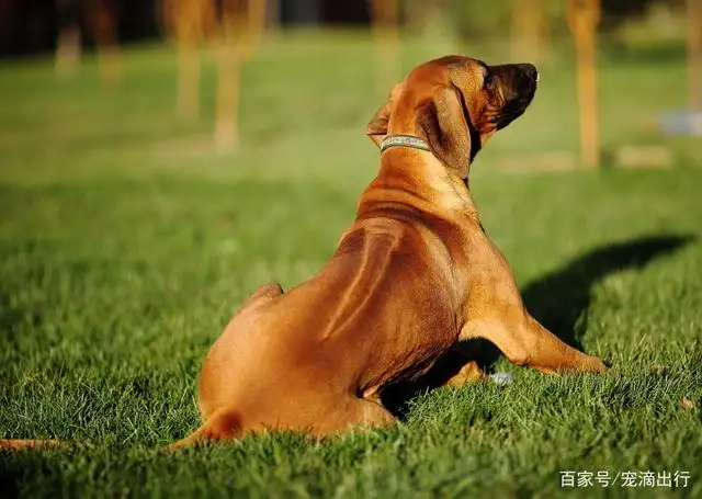 罗德西亚脊背犬(罗德西亚脊背犬打猎)