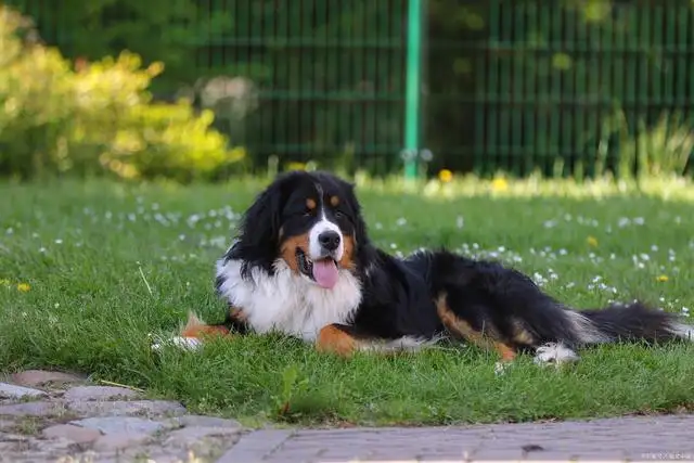 瑞士伯恩山犬(瑞士伯恩山犬价格表)