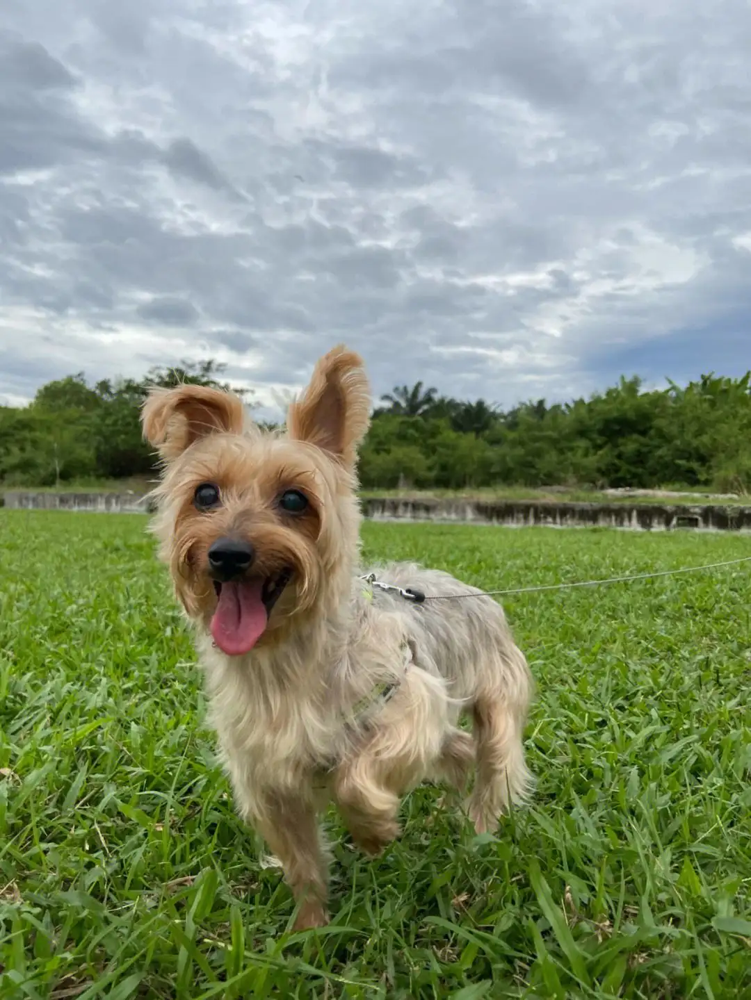 澳洲丝毛梗(澳洲丝毛梗犬标准)