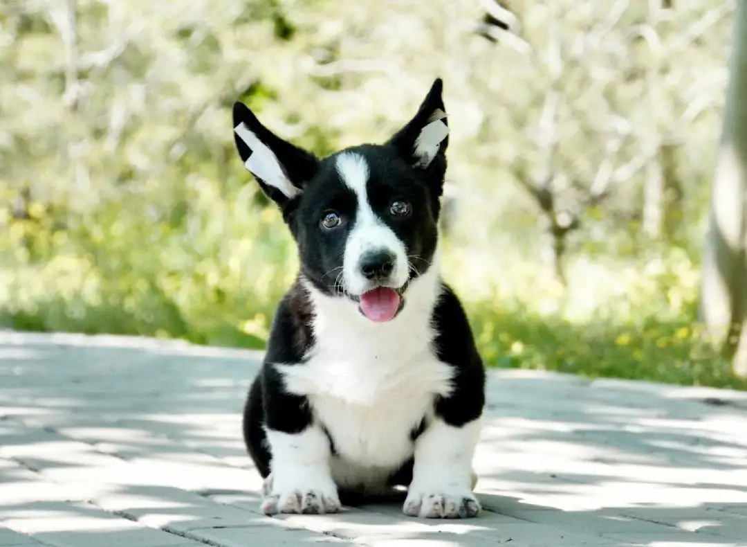 威尔士柯基犬(卡迪根威尔士柯基犬)