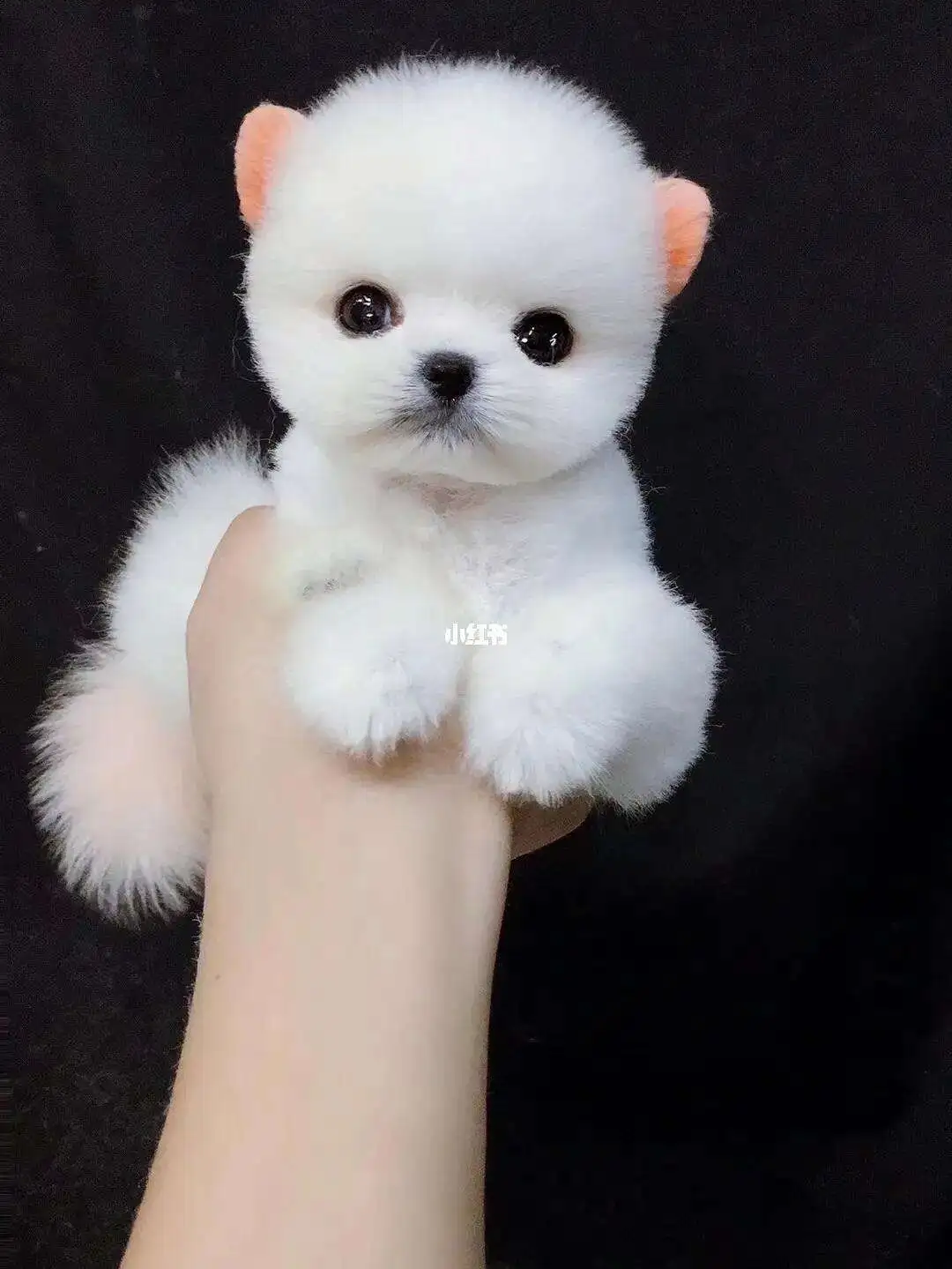 萌犬俊介是什么品种(萌犬品种大全及图片大全)