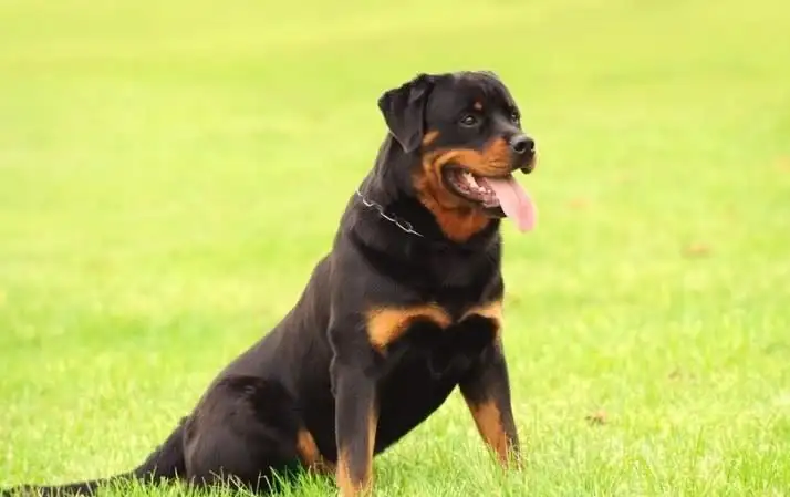 护卫犬有哪些(护卫犬有哪些特点)