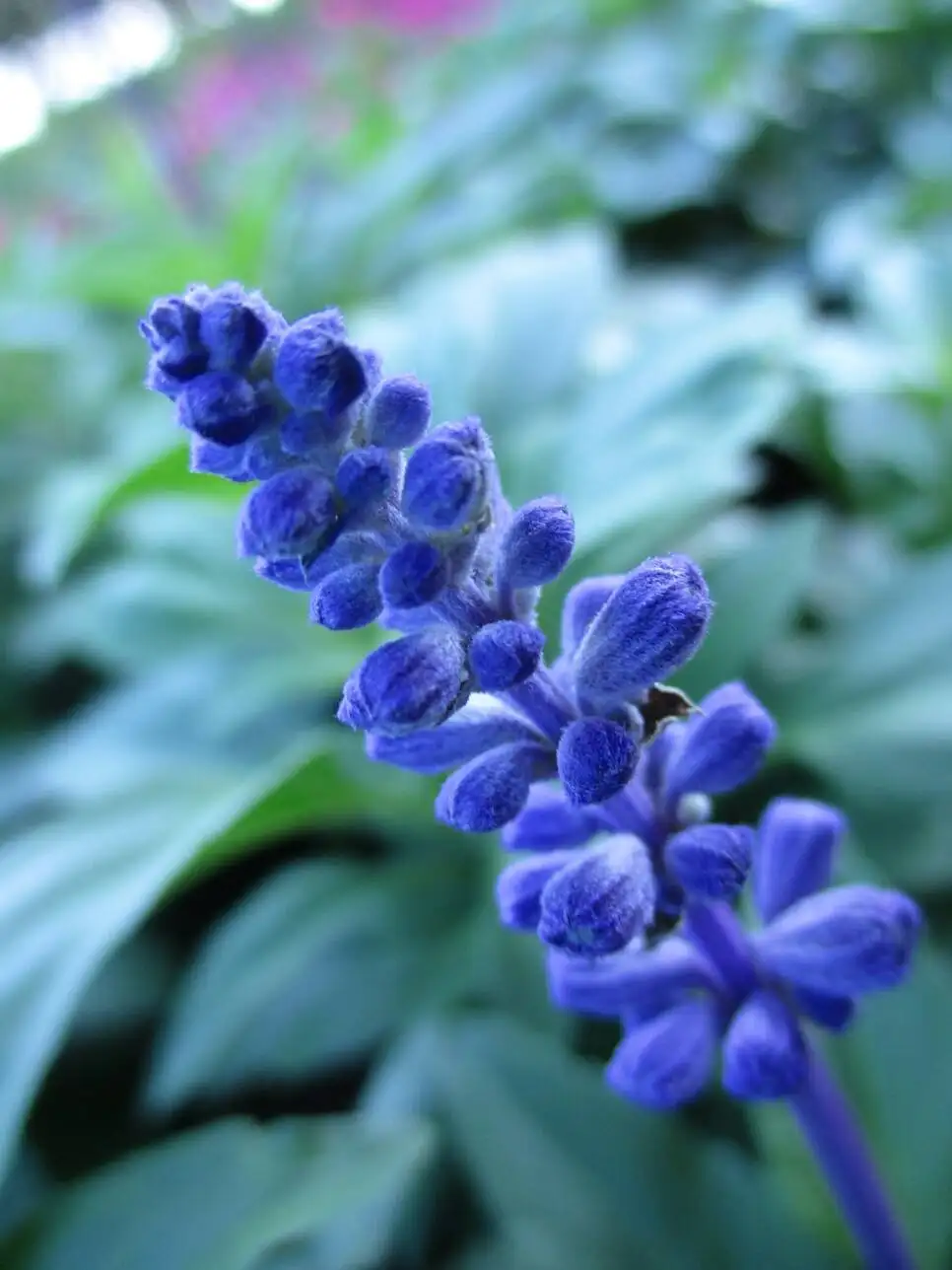 蓝花鼠尾草(蓝花鼠尾草高度)