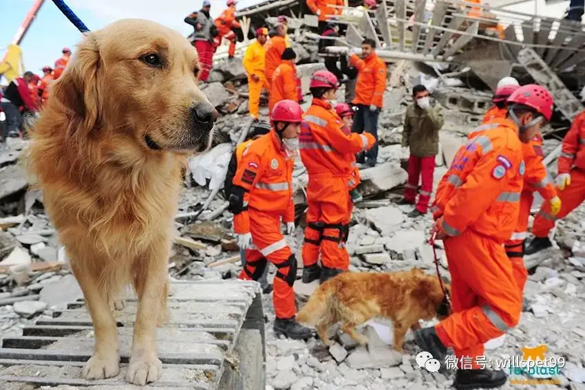 关于地震搜救犬全部处死的信息