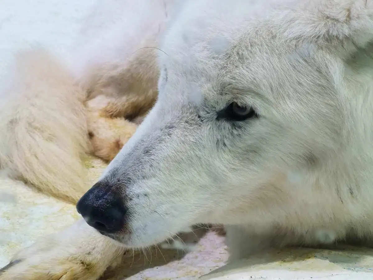 雪狼狗图片(雪狼犬图片幼犬)