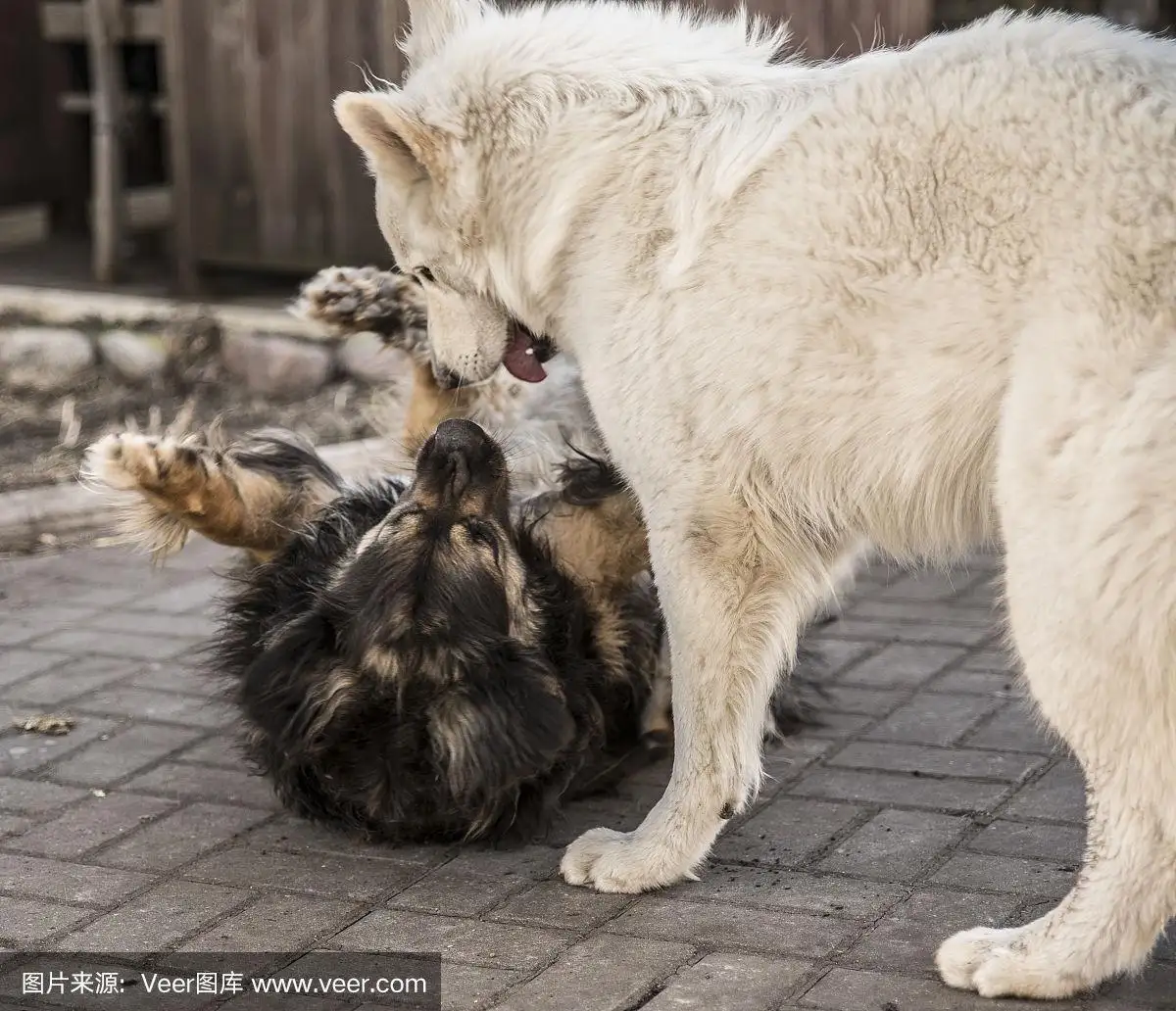 牧羊犬打架(牧羊犬打架怎么办)