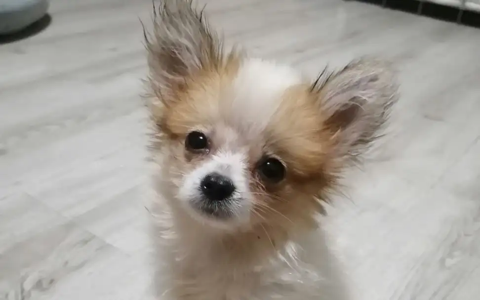 蝴蝶犬能长多大(蝴蝶犬多少钱一只?蝴蝶犬能长多大?)