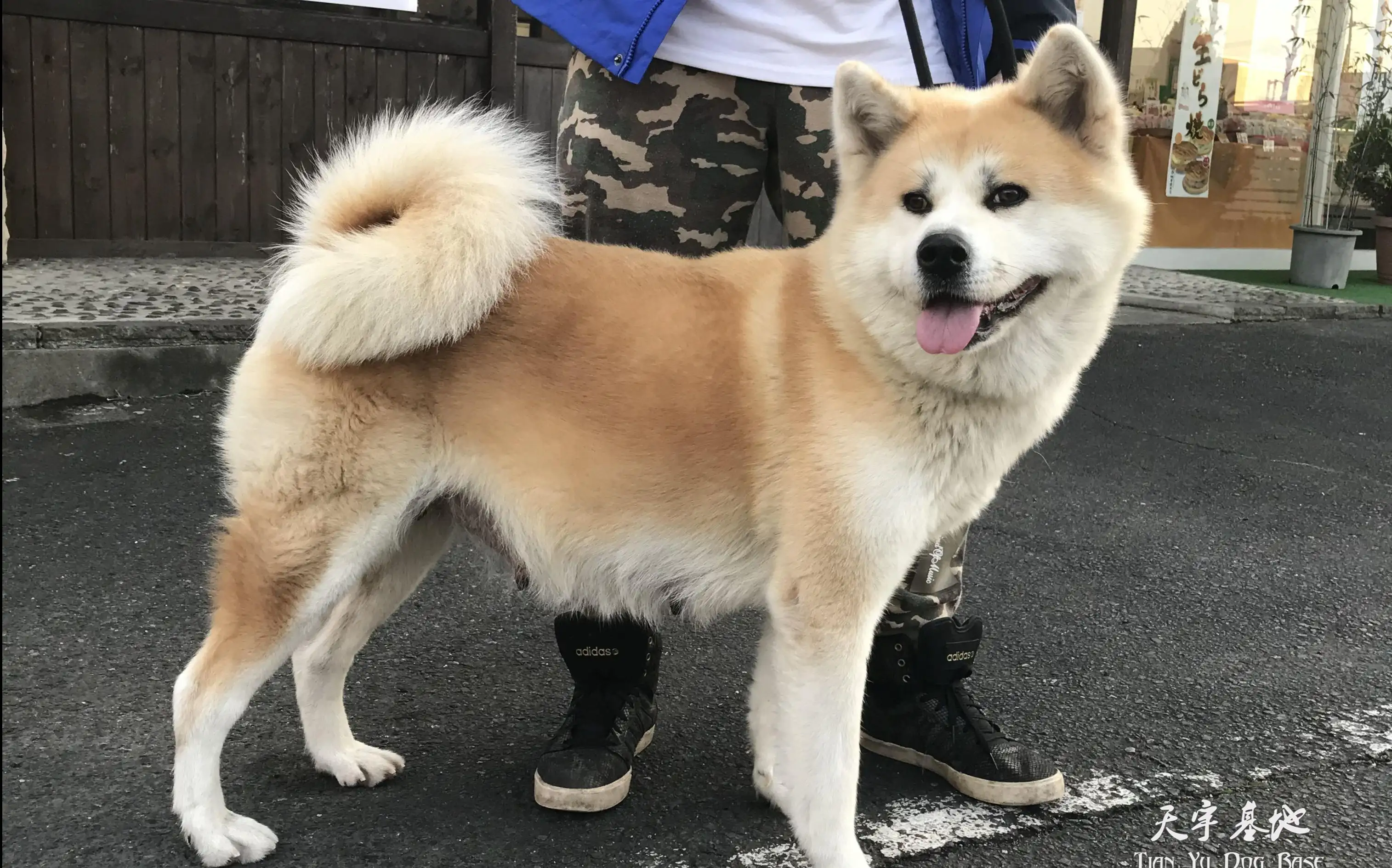 美系秋田犬(美系秋田犬哪里有卖)