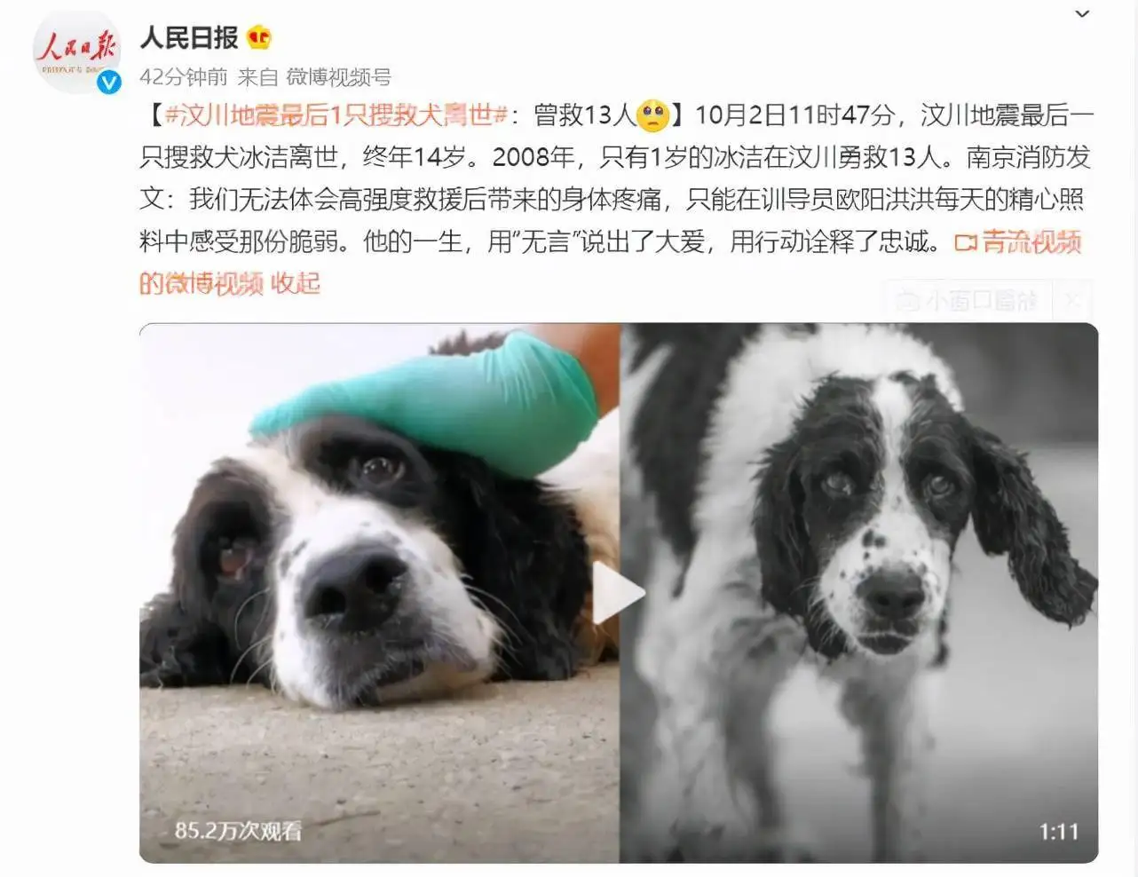 汶川搜救犬为什么全部处死(搜救犬在汶川地震时救了多少人)