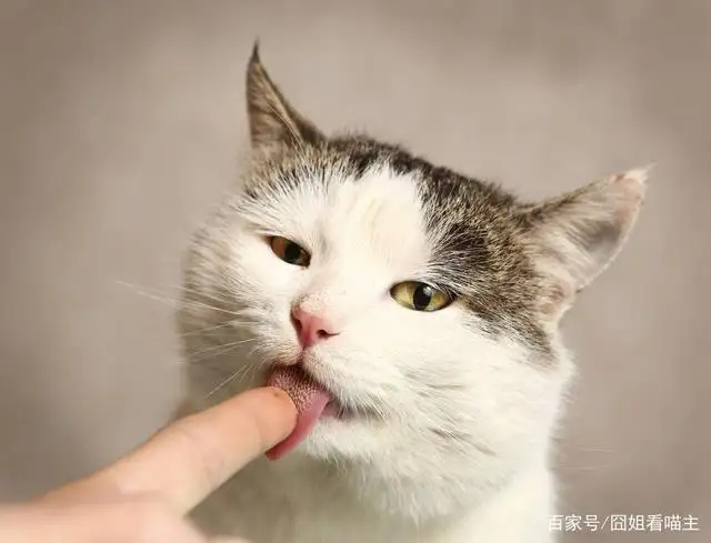 舔猫(舔猫的段子)