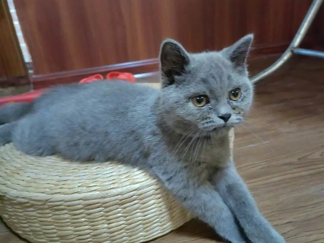 猫咪会出汗吗(猫出汗的地方在哪里)