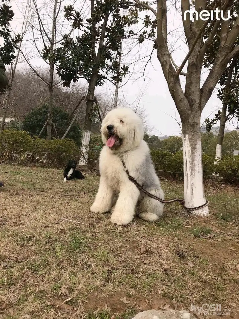 古牧犬好养吗(古牧犬好养吗视频)