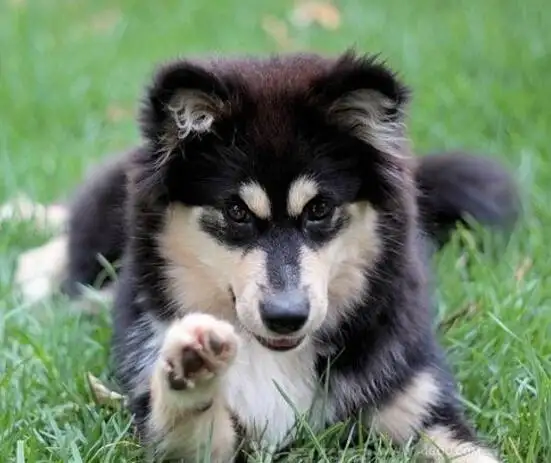 芬兰猎犬(芬兰猎犬价格)