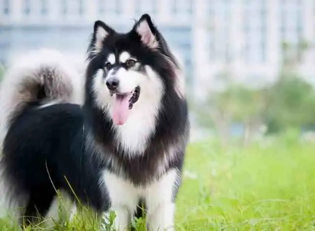 阿拉斯加雪橇犬怎么养(阿拉斯加雪橇犬纯种多少钱)