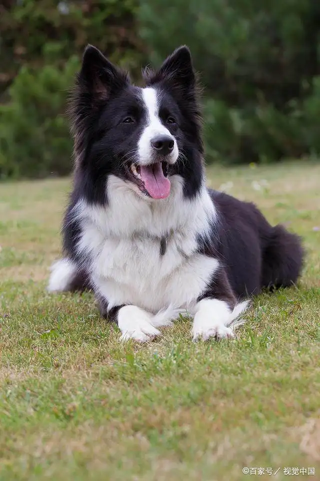 边境牧羊犬性格(边境牧羊犬性格温顺吗)