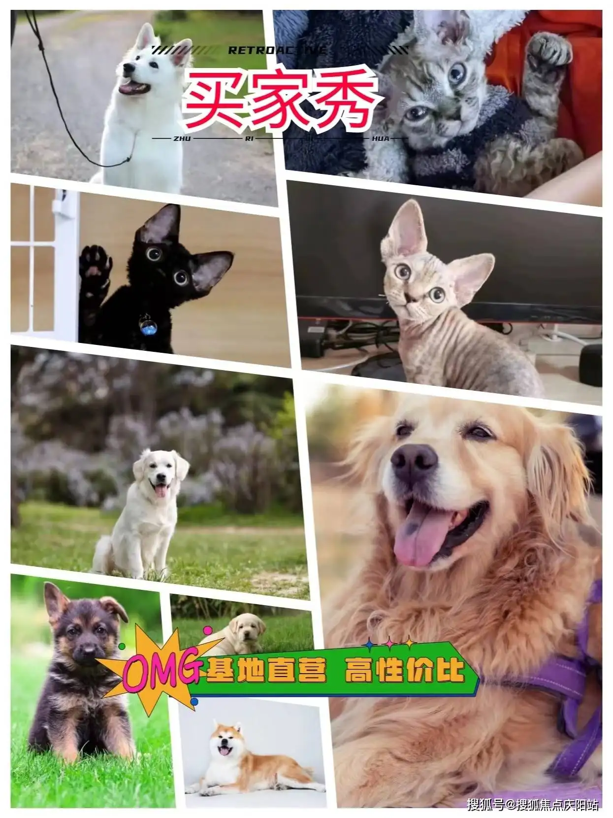 阿拉斯加犬多少钱一只(灰桃阿拉斯加犬多少钱一只)