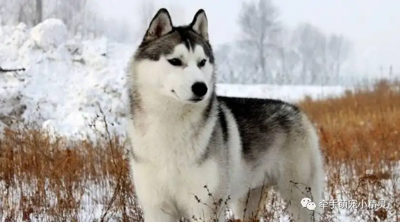 雪橇犬有几种(雪橇犬有几种,就是指雪橇三傻吗)