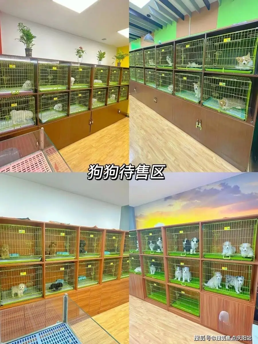 猫舍和宠物店区别(猫舍和宠物店区别在哪)