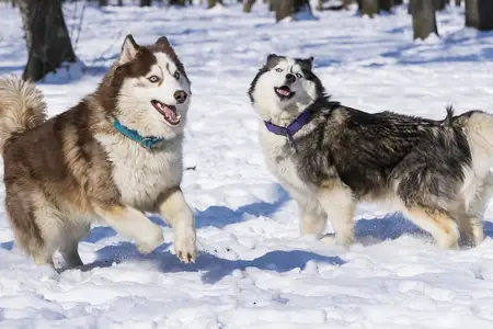 雪橇犬和哈士奇(雪橇犬和哈士奇是一种狗吗)