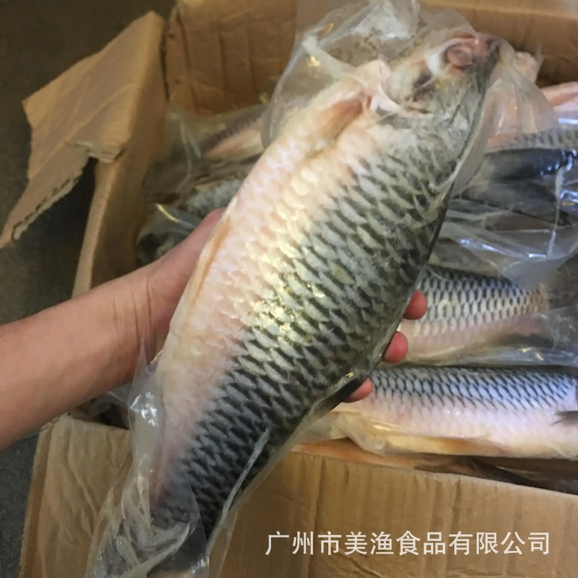 皇帝鱼(黄帝鱼的食法?)