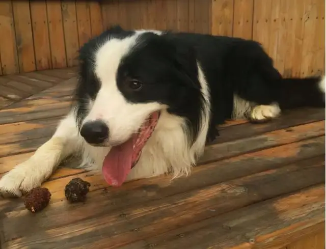 边境牧羊犬吃什么(边境牧羊犬吃什么零食)