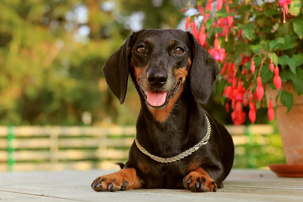 德国腊肠犬(德国腊肠犬能打过獾吗)