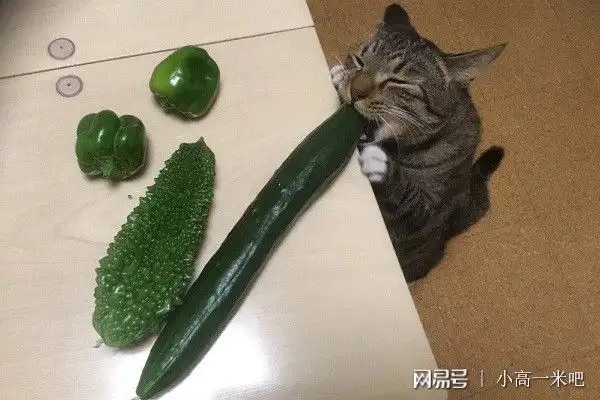 猫为什么怕黄瓜(猫为什么怕黄瓜黄瓜有鬼吗)