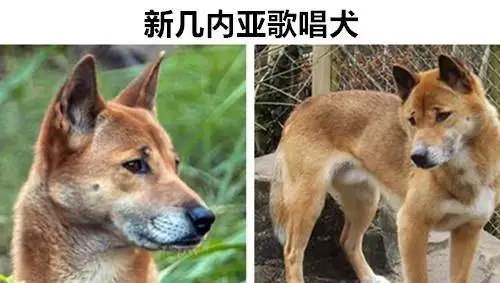 新几内亚歌唱犬(新几内亚歌唱犬视频)