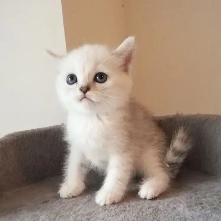 宠物小猫(宠物小猫抓伤了一点出血需要打针吗)