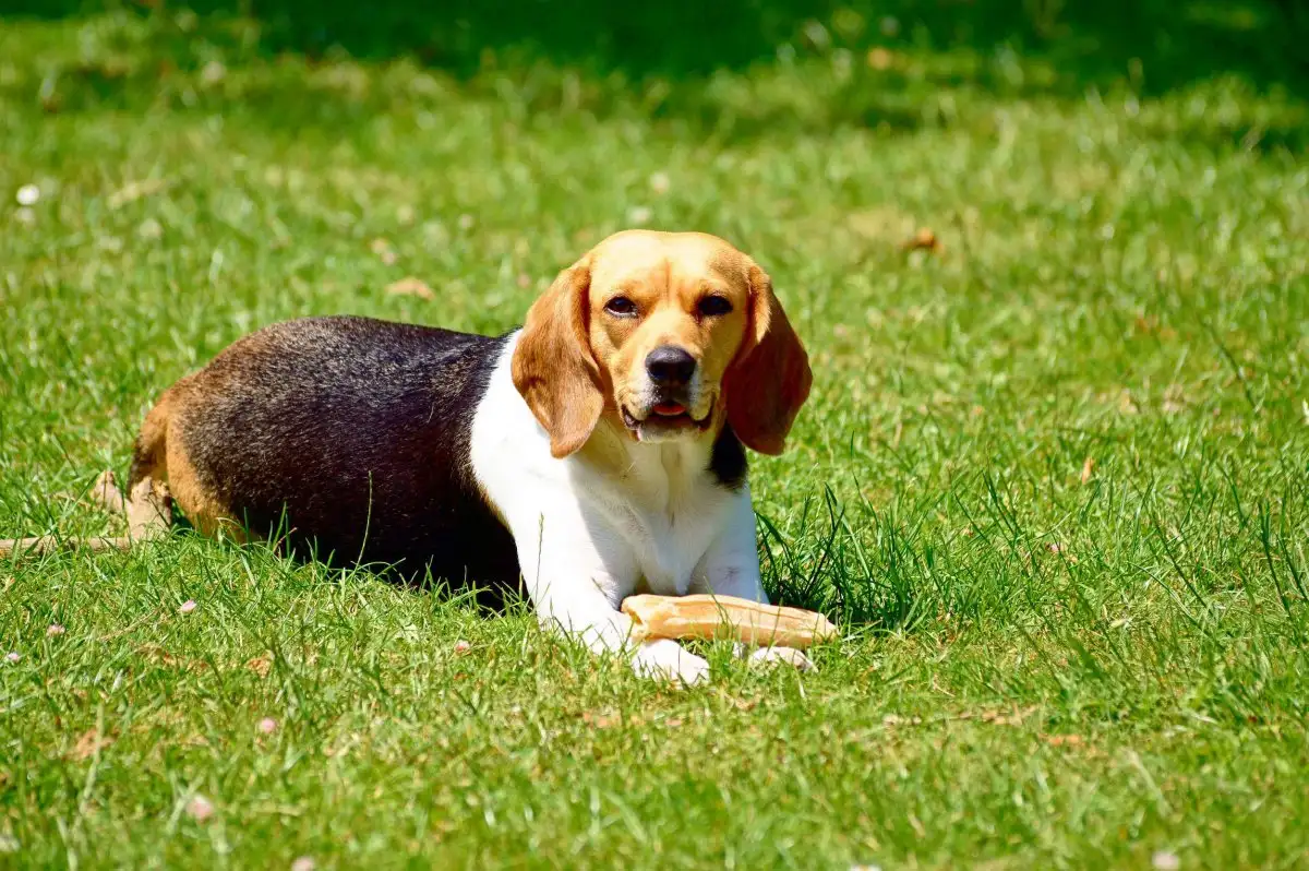 米格鲁犬(米格鲁犬价格)