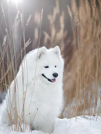 萨么耶(萨摩耶犬)