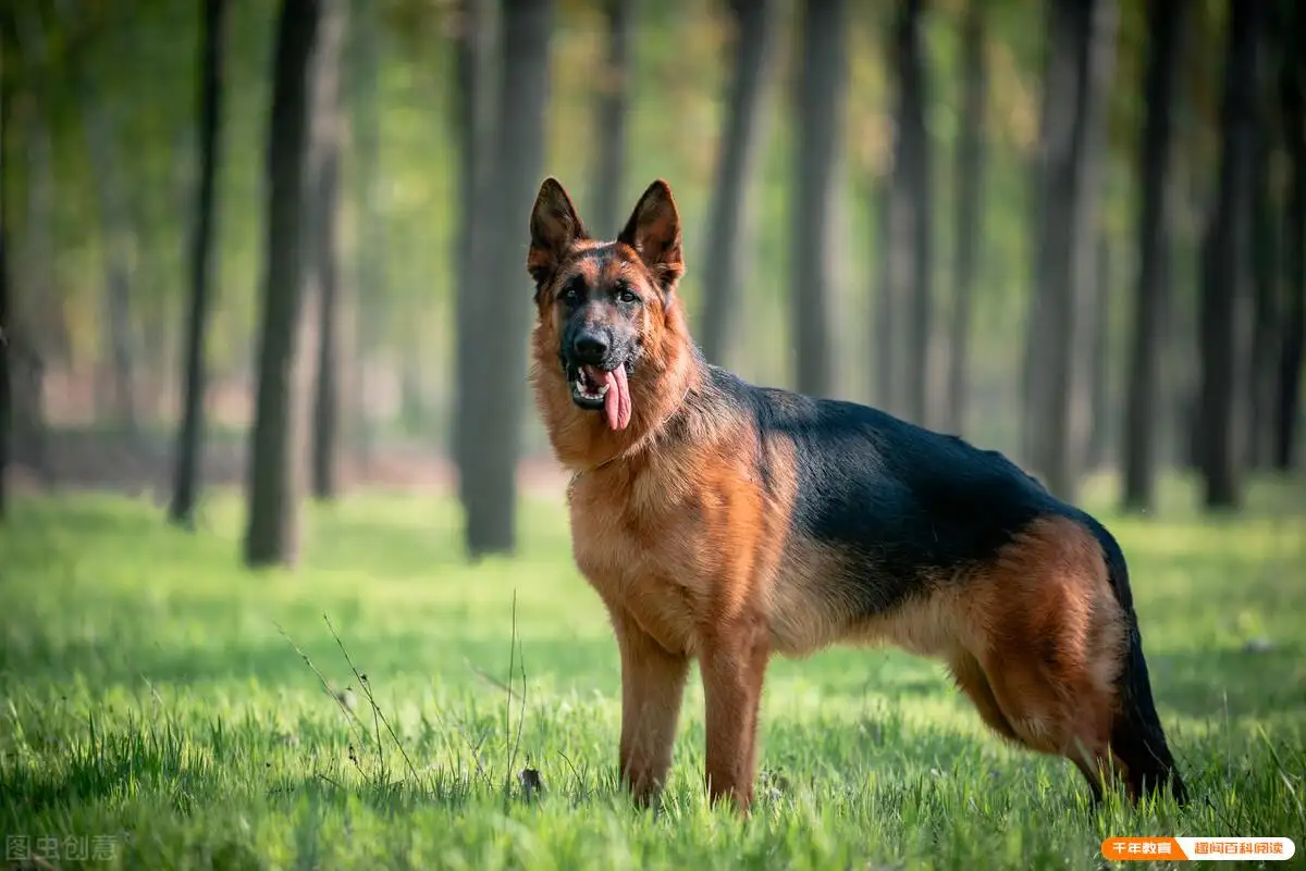 锤系德牧犬舍(锤系德牧吧百度贴吧)